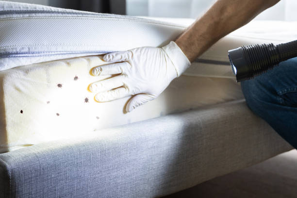 Best Flea Control Services  in Poplar Cotton Center, CA