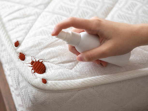 Best Ant Control Services  in Poplar Cotton Center, CA